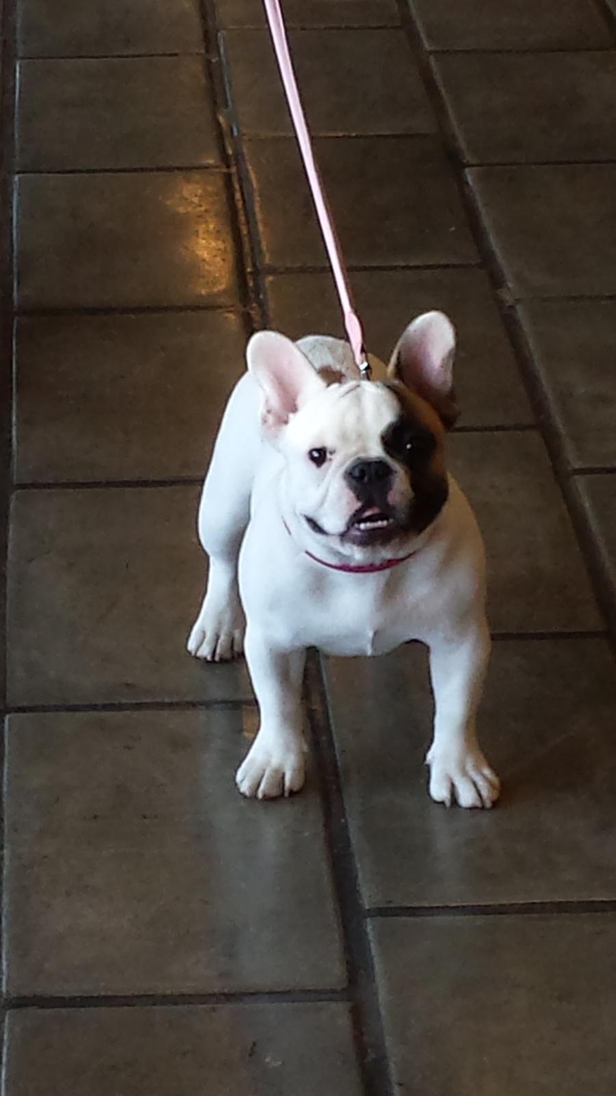 Fransk bulldog Bullystyle's Miss Personality billede 36