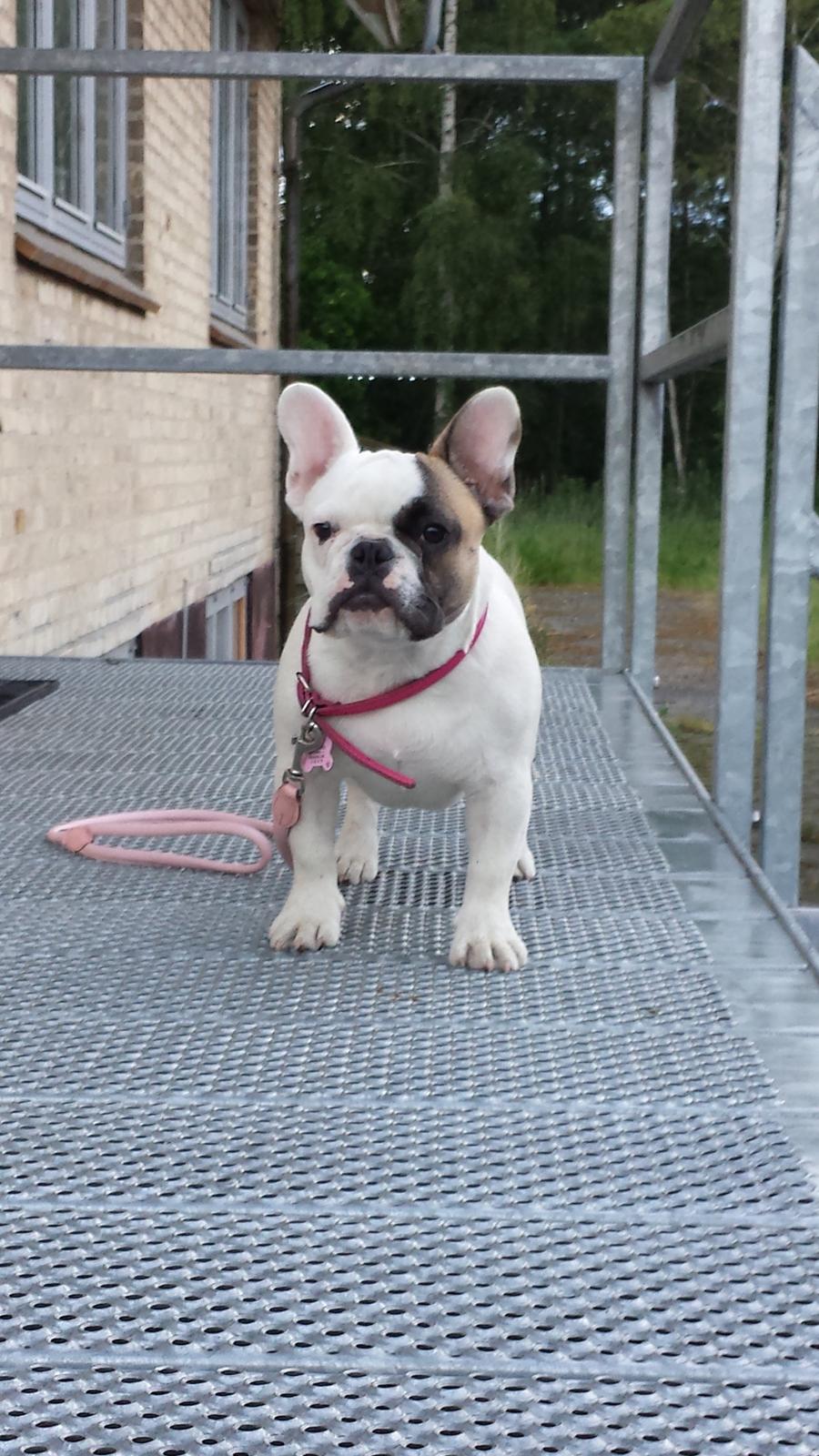 Fransk bulldog Bullystyle's Miss Personality billede 37