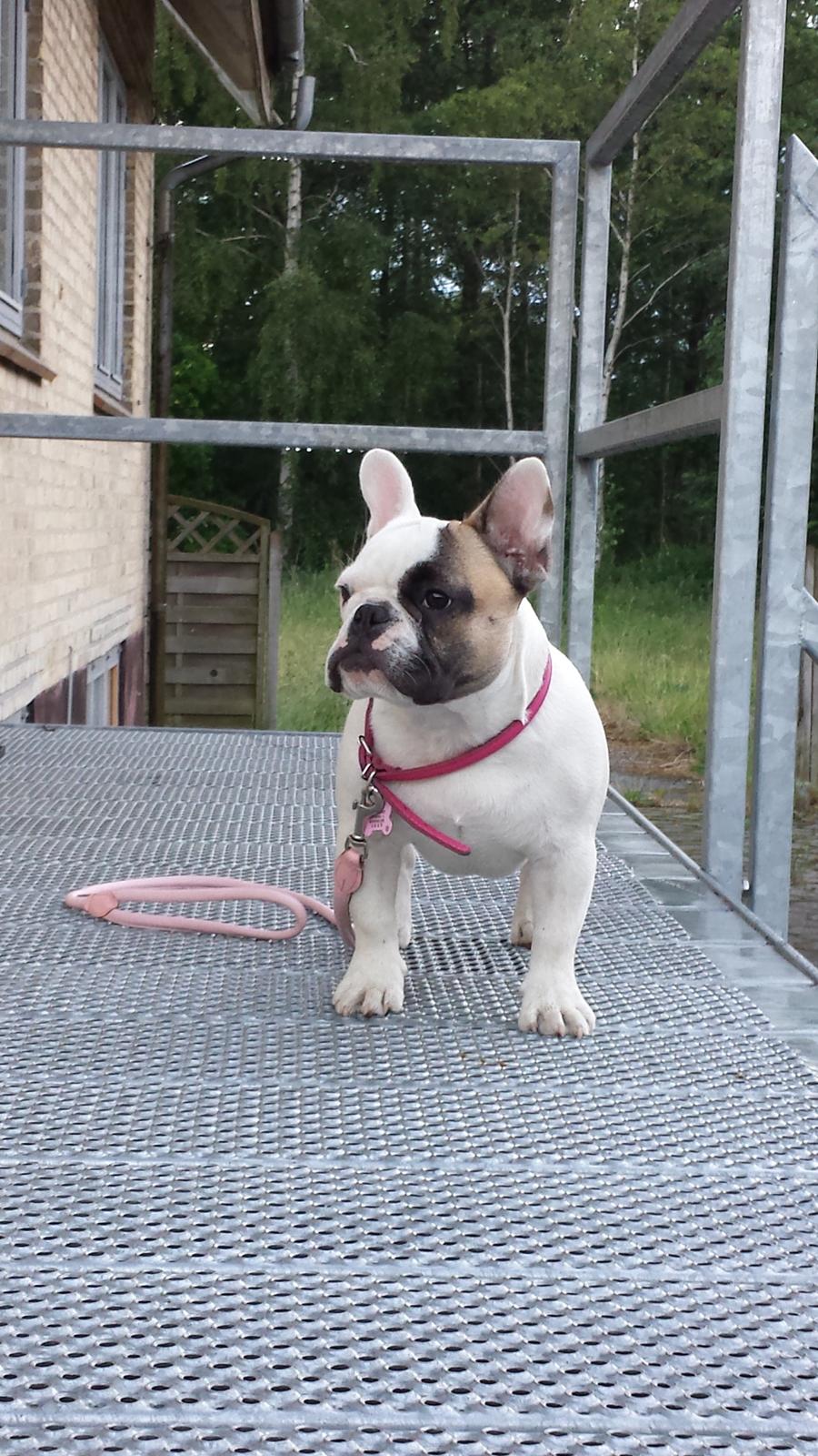 Fransk bulldog Bullystyle's Miss Personality billede 38