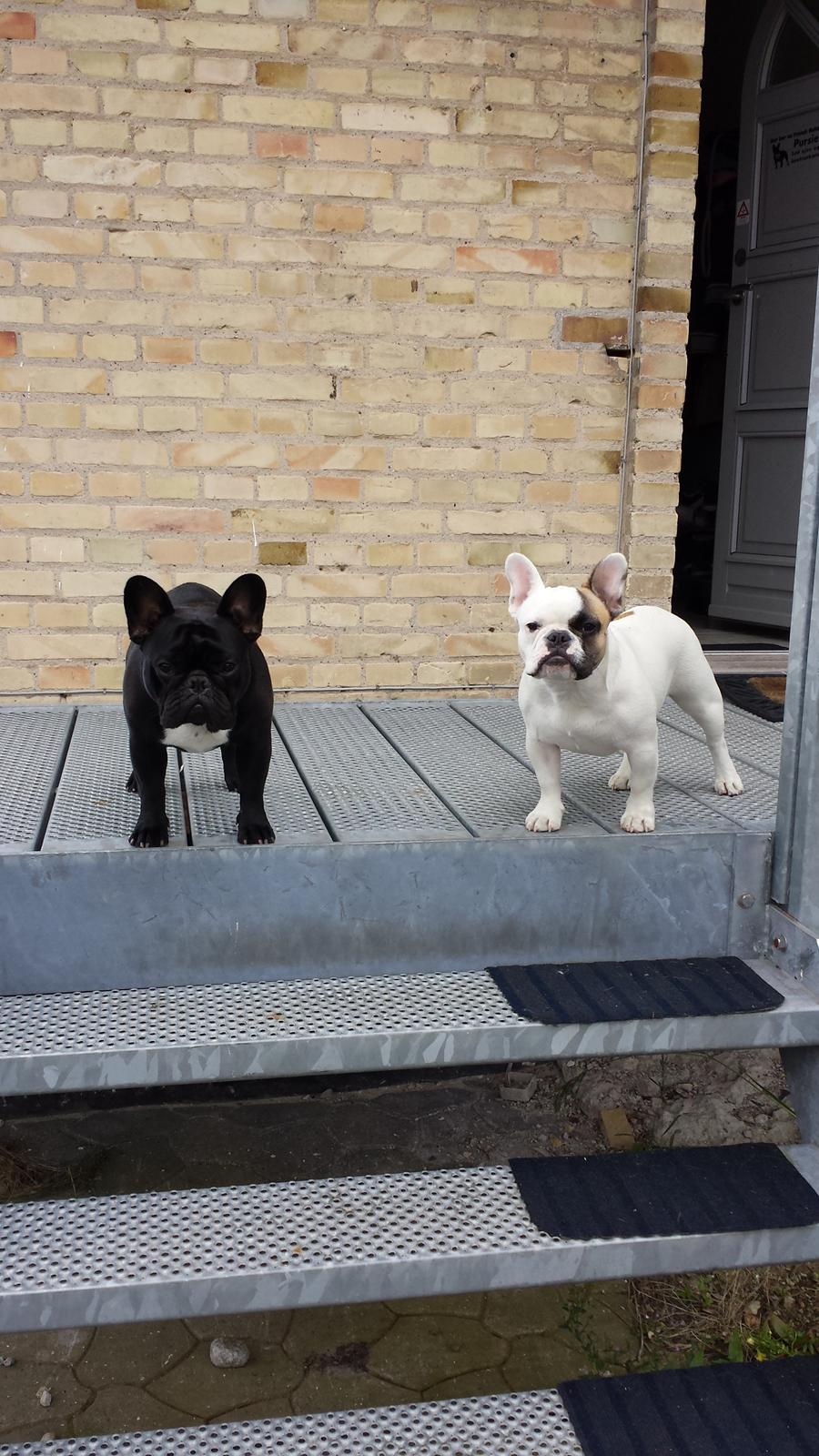 Fransk bulldog Bullystyle's Miss Personality billede 39