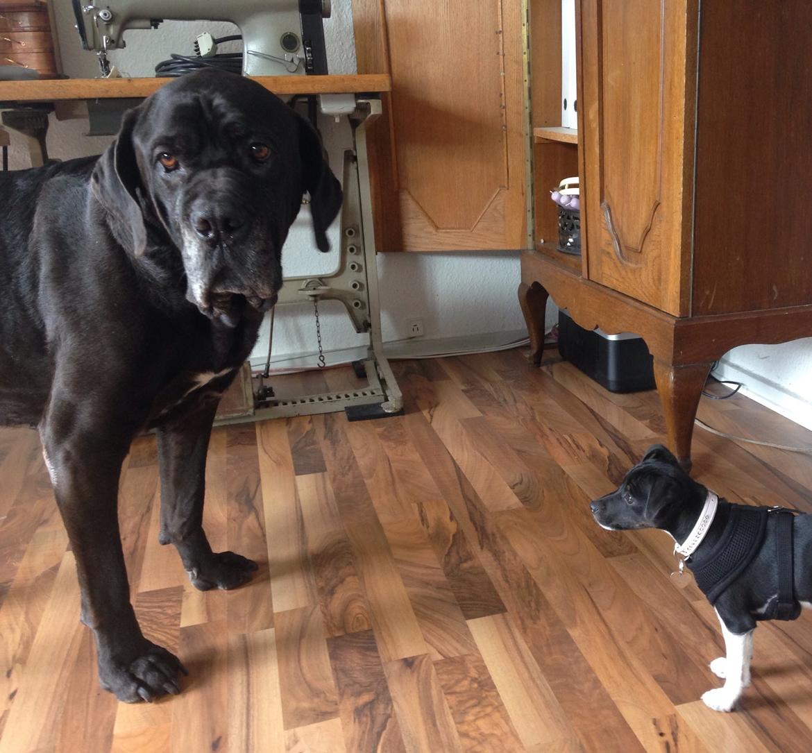 Blanding af racer La Chica - Chica som hvalp sammen med Bonzo RIP hendes læremester billede 14