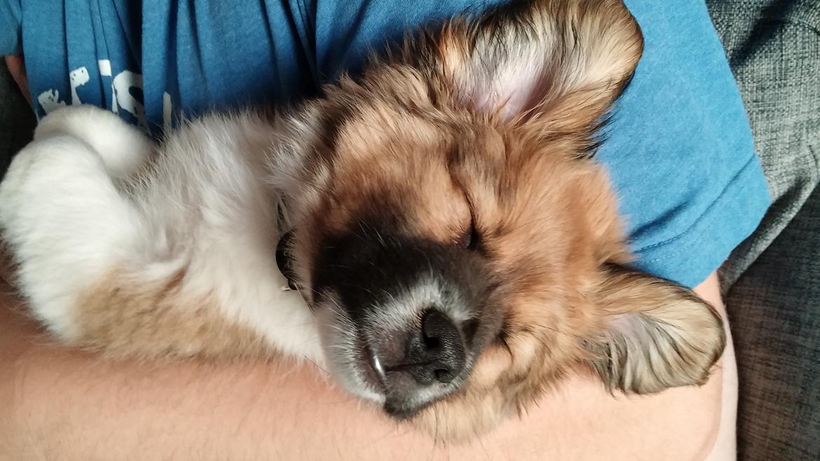 Blanding af racer Micky billede 1