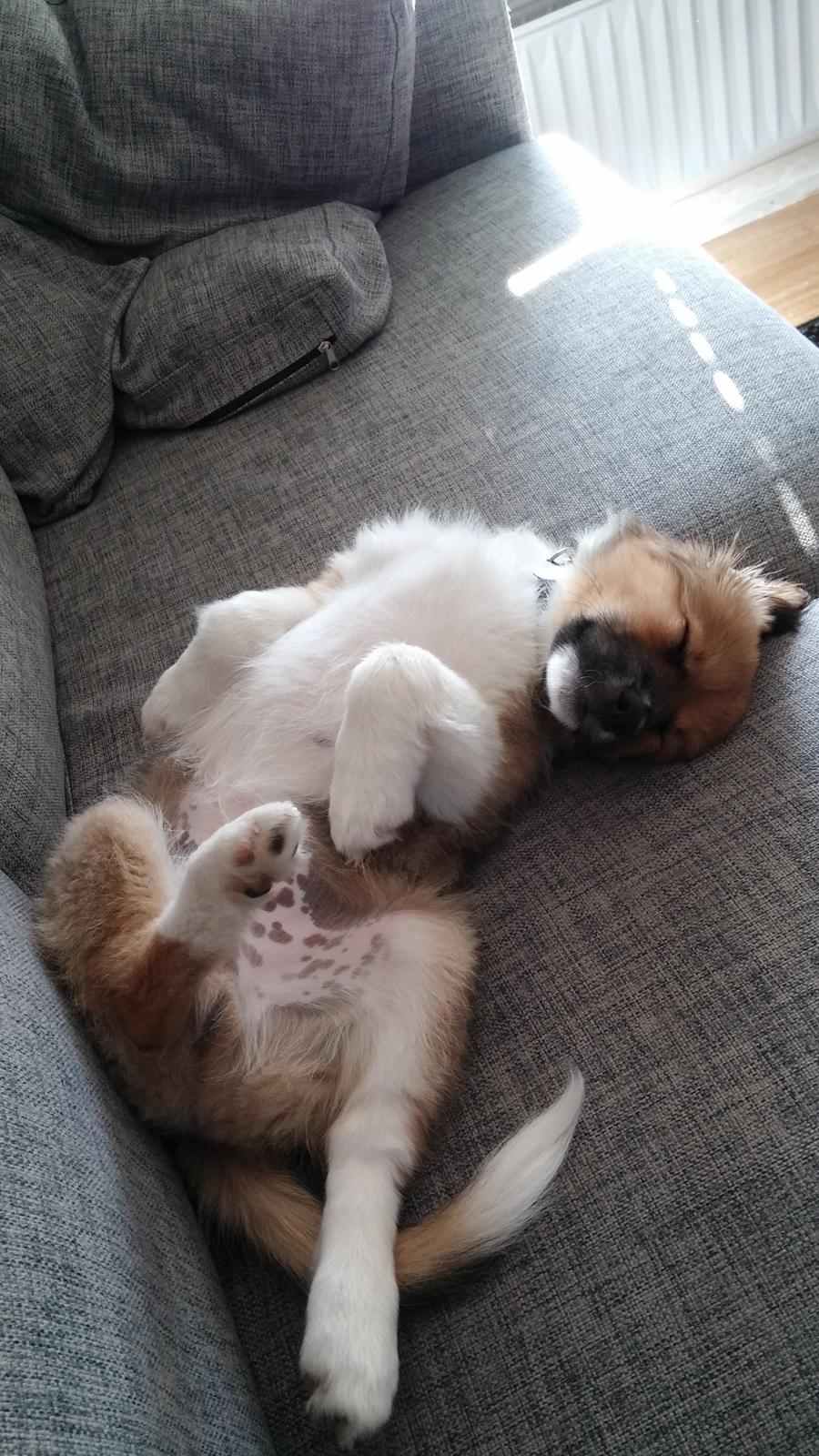 Blanding af racer Micky billede 2