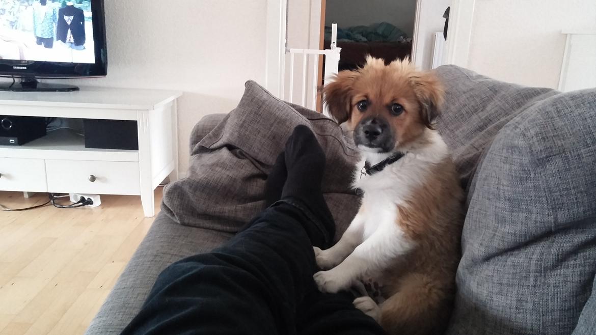 Blanding af racer Micky billede 3