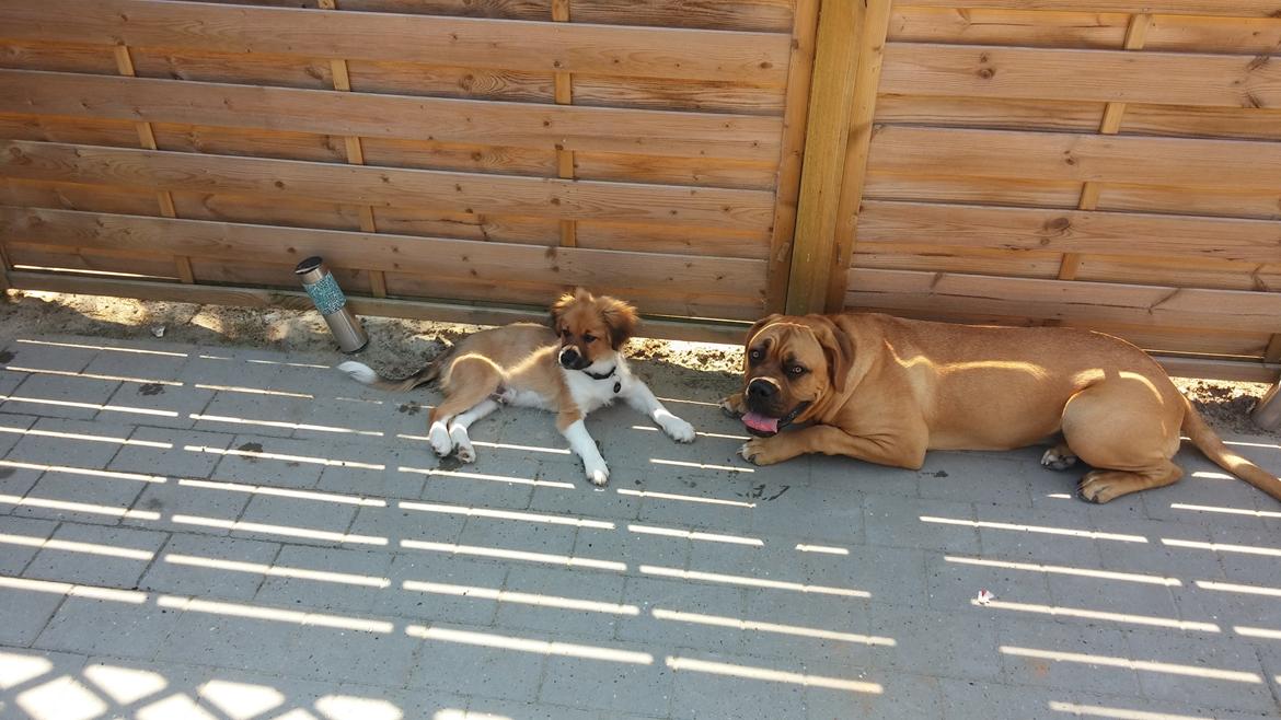 Blanding af racer Micky - på besøg hos snuler billede 4