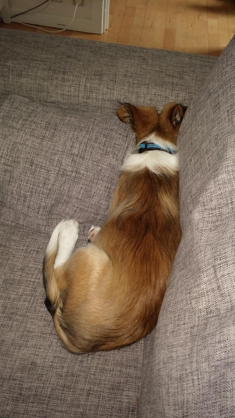 Blanding af racer Micky - jeg tar lige en lur billede 5