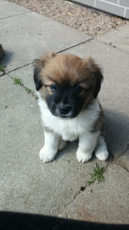 Blanding af racer Micky - første møde. 6 uger gammel billede 6