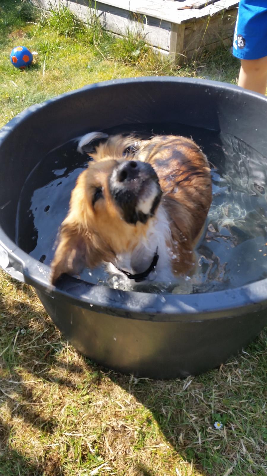 Blanding af racer Micky billede 7