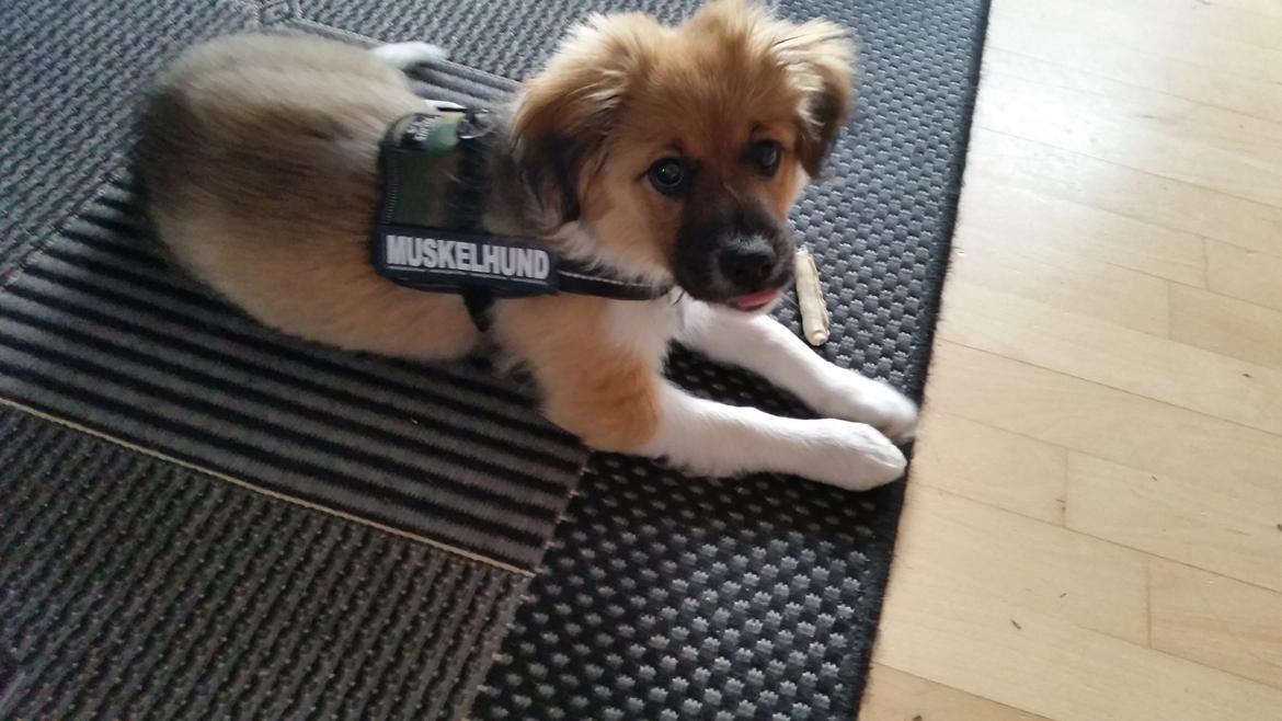 Blanding af racer Micky billede 8