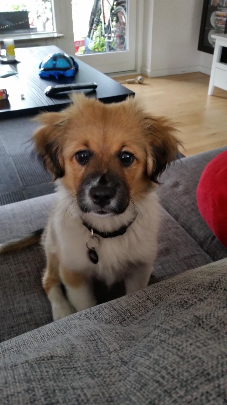 Blanding af racer Micky billede 9