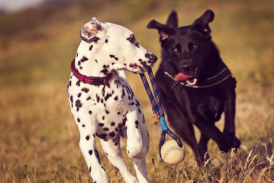 Dalmatiner Hugin (Spotdog's Everything Elegant) billede 36