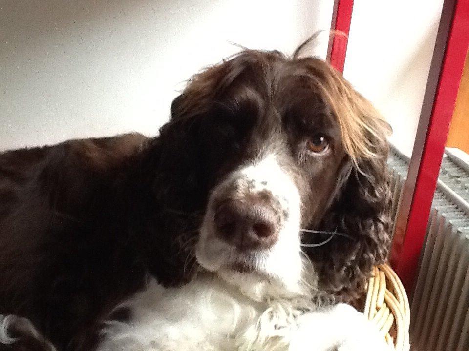 Engelsk springer spaniel Jonson billede 2