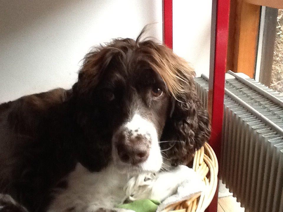 Engelsk springer spaniel Jonson billede 3