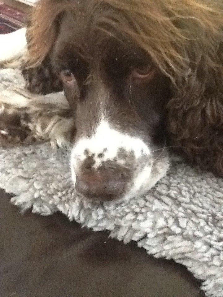 Engelsk springer spaniel Jonson billede 1