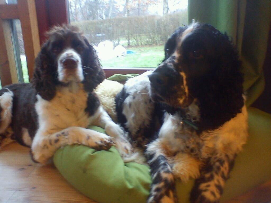 Engelsk springer spaniel Jonson billede 4