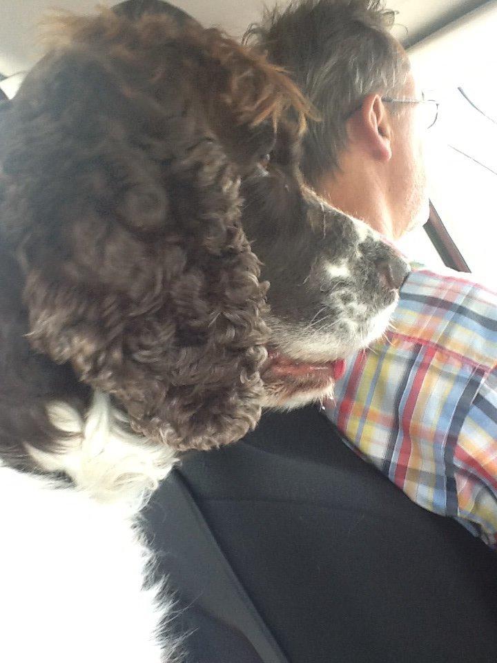 Engelsk springer spaniel Jonson billede 5