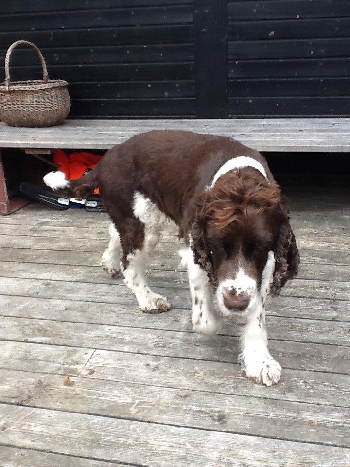Engelsk springer spaniel Jonson billede 6