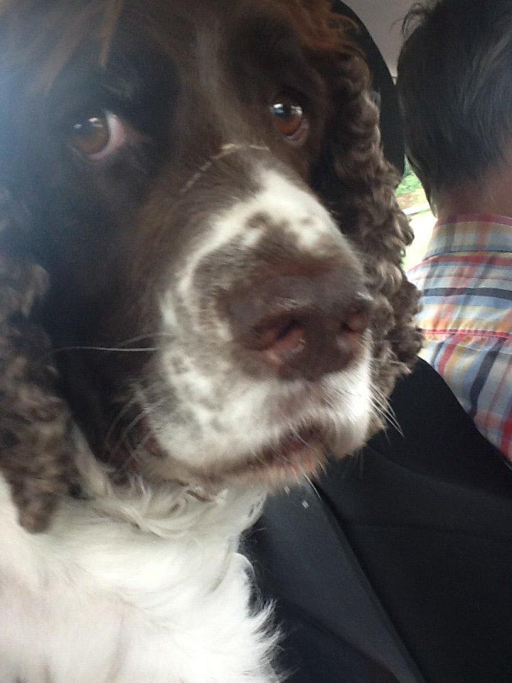 Engelsk springer spaniel Jonson billede 7