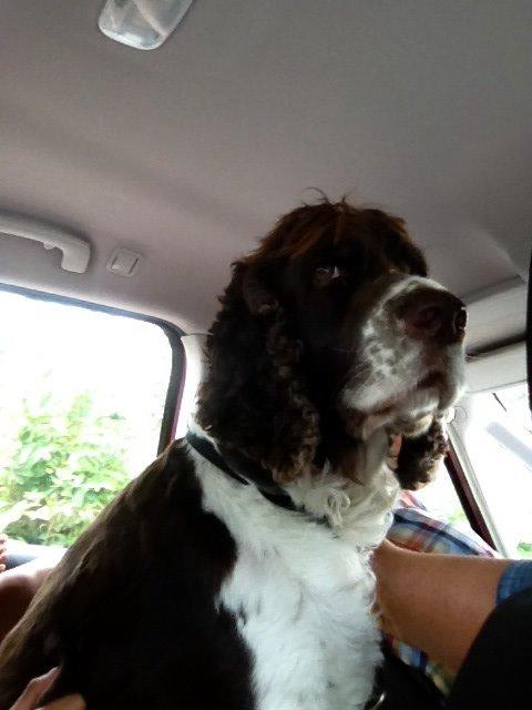 Engelsk springer spaniel Jonson billede 8