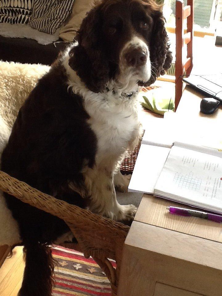 Engelsk springer spaniel Jonson billede 9