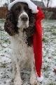 Engelsk springer spaniel Jonson billede 10