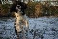 Engelsk springer spaniel Jonson billede 12