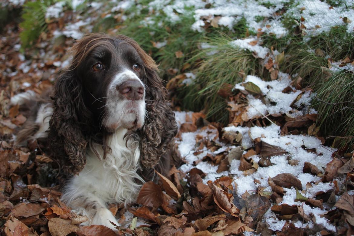 Engelsk springer spaniel Jonson billede 14