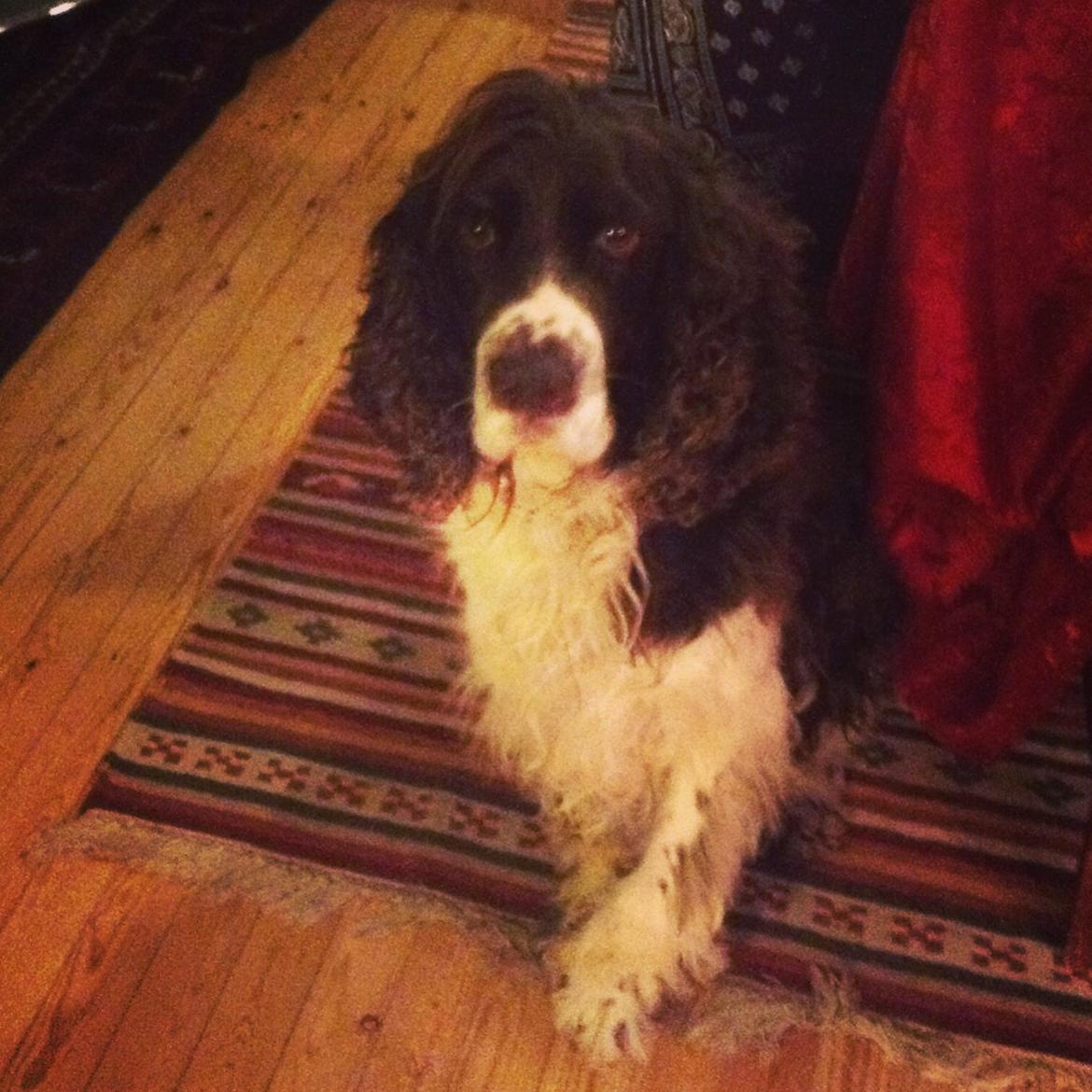 Engelsk springer spaniel Jonson billede 15