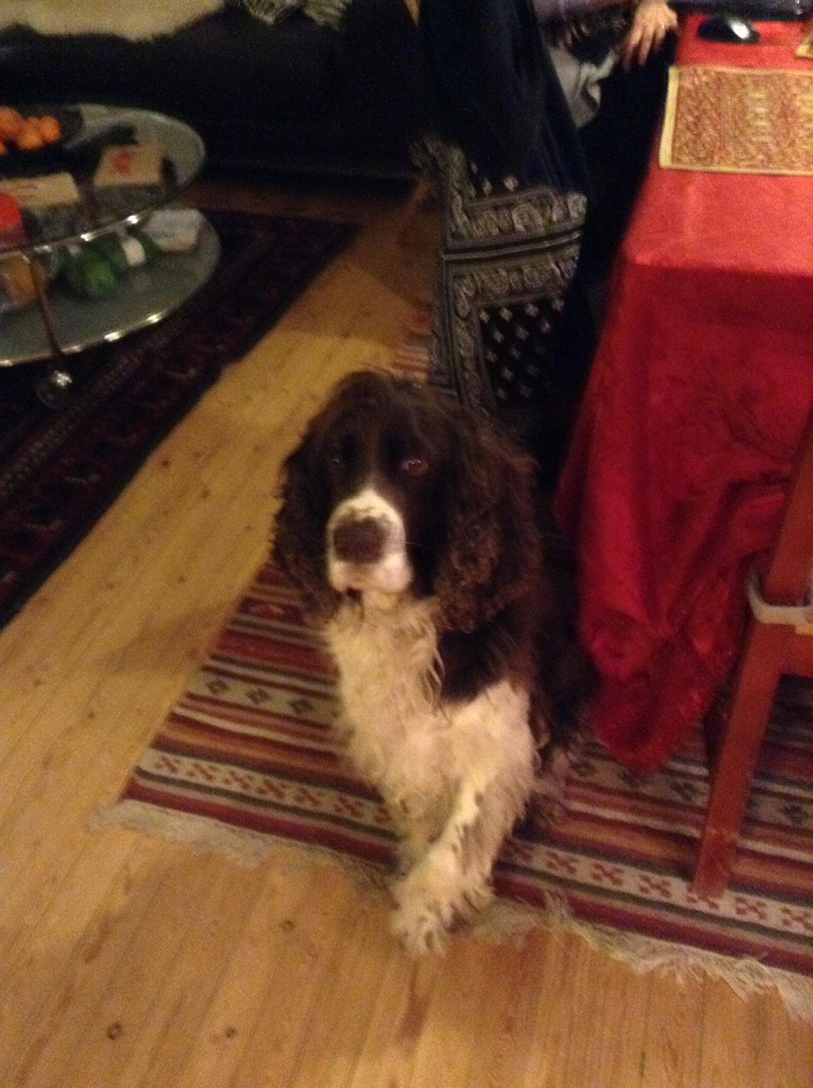 Engelsk springer spaniel Jonson billede 16