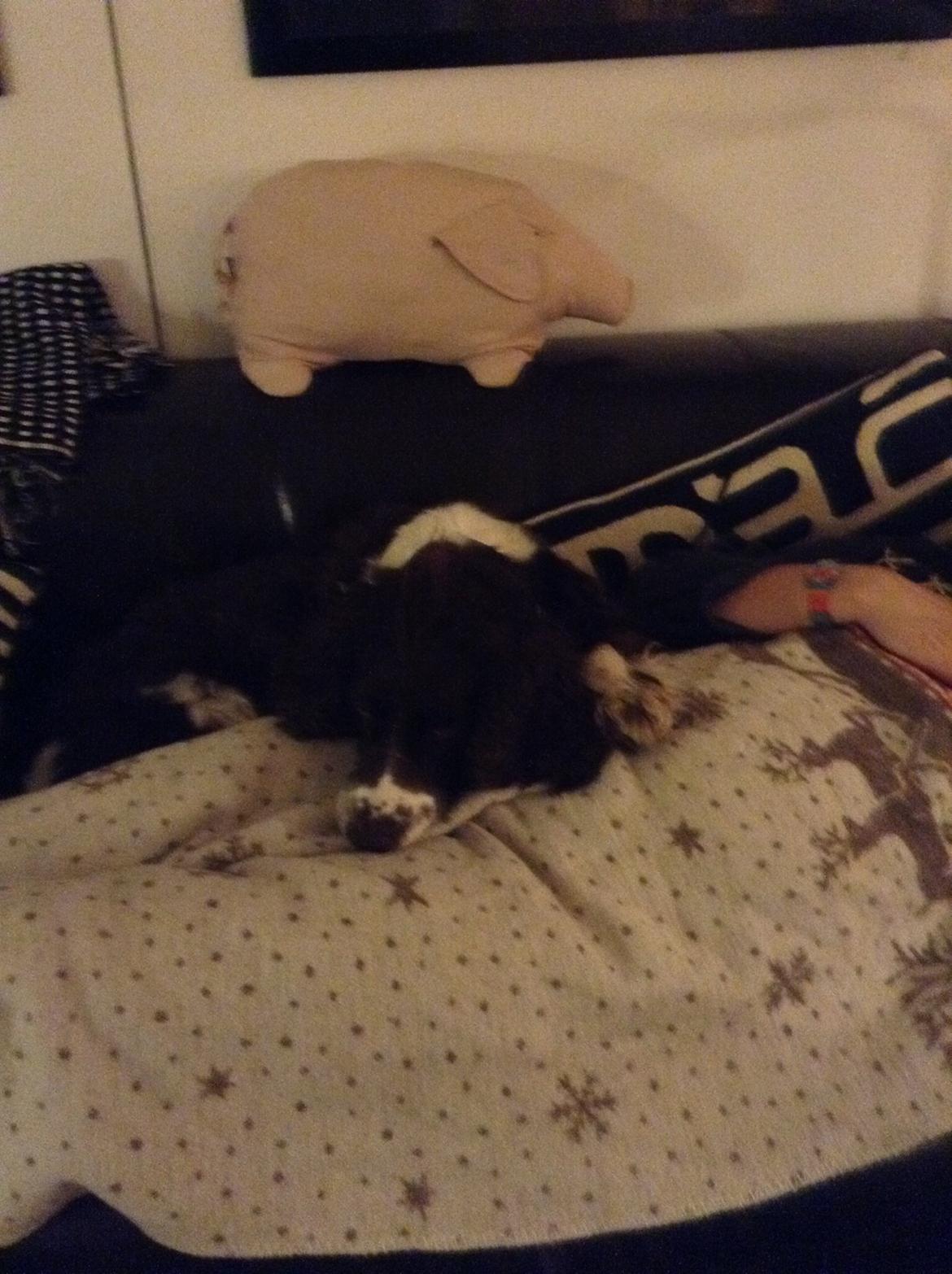 Engelsk springer spaniel Jonson billede 17