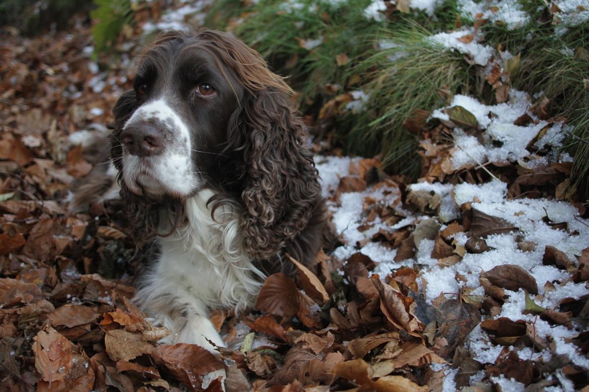Engelsk springer spaniel Jonson billede 18