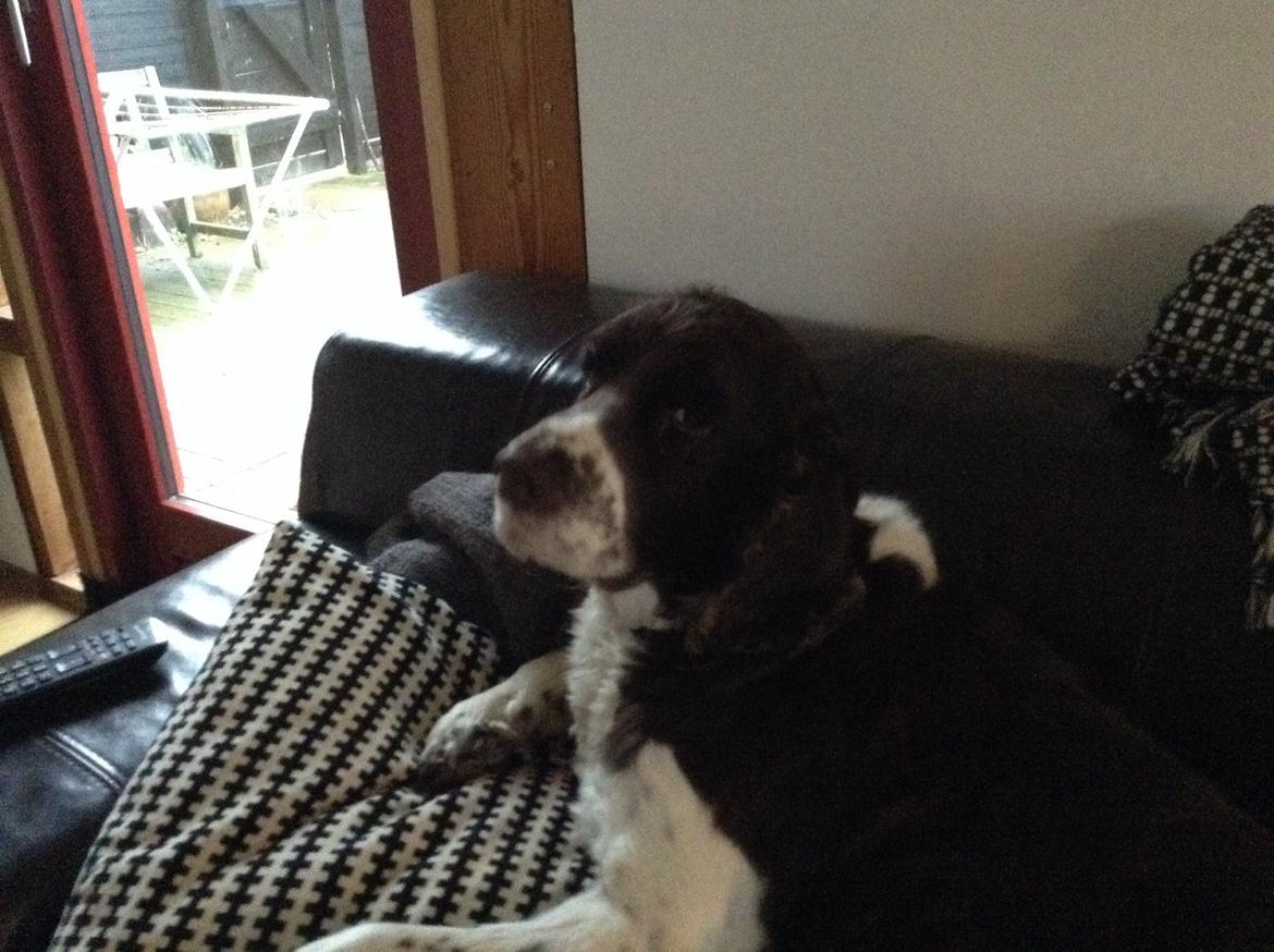 Engelsk springer spaniel Jonson billede 19