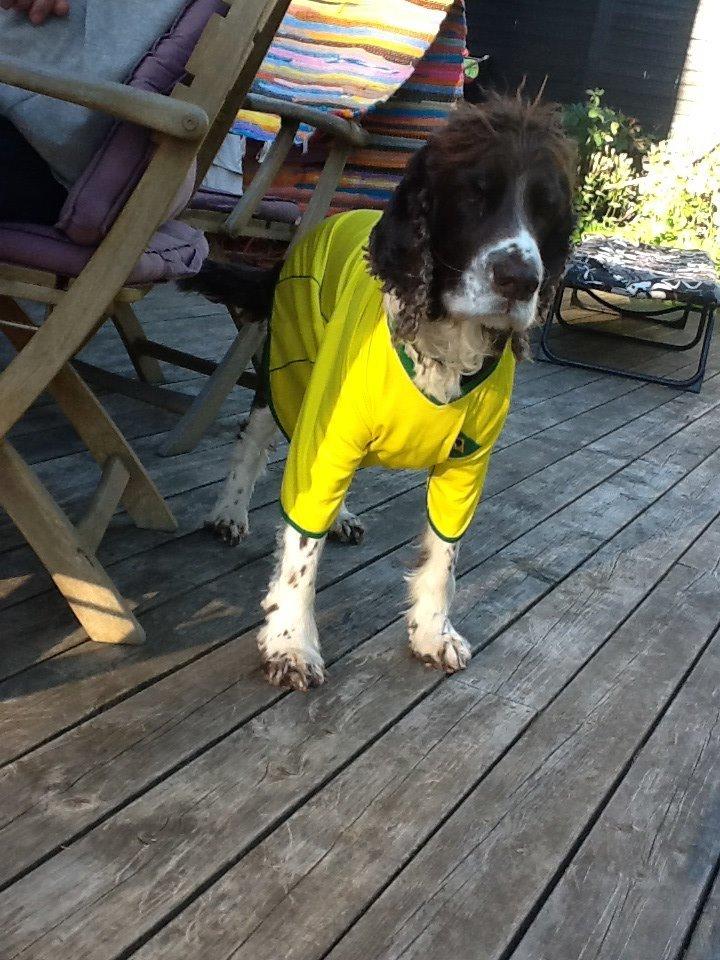 Engelsk springer spaniel Jonson billede 20