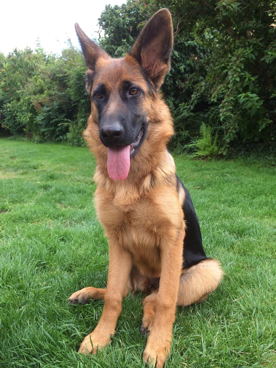 Schæferhund bella billede 5