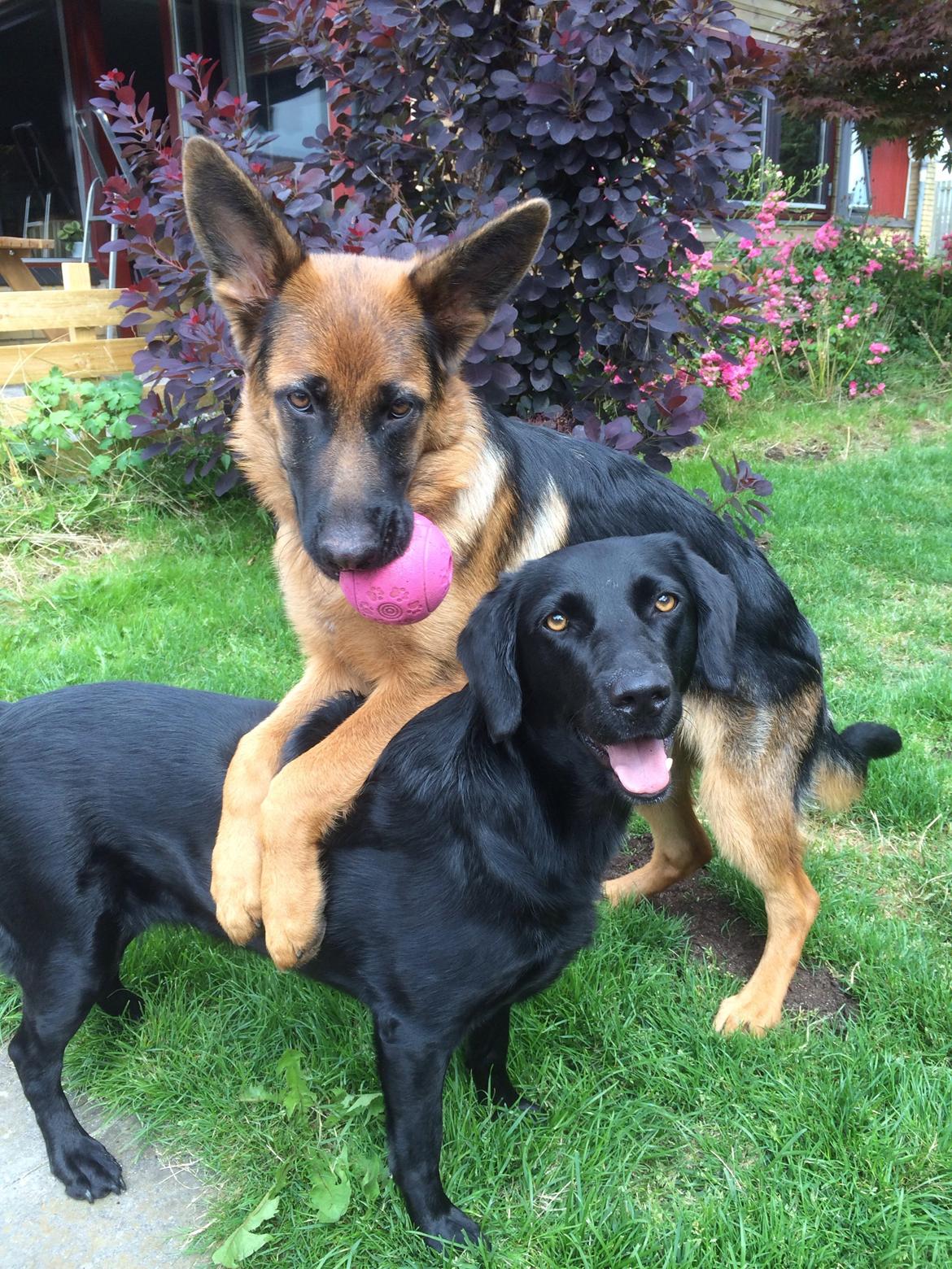 Schæferhund bella billede 6