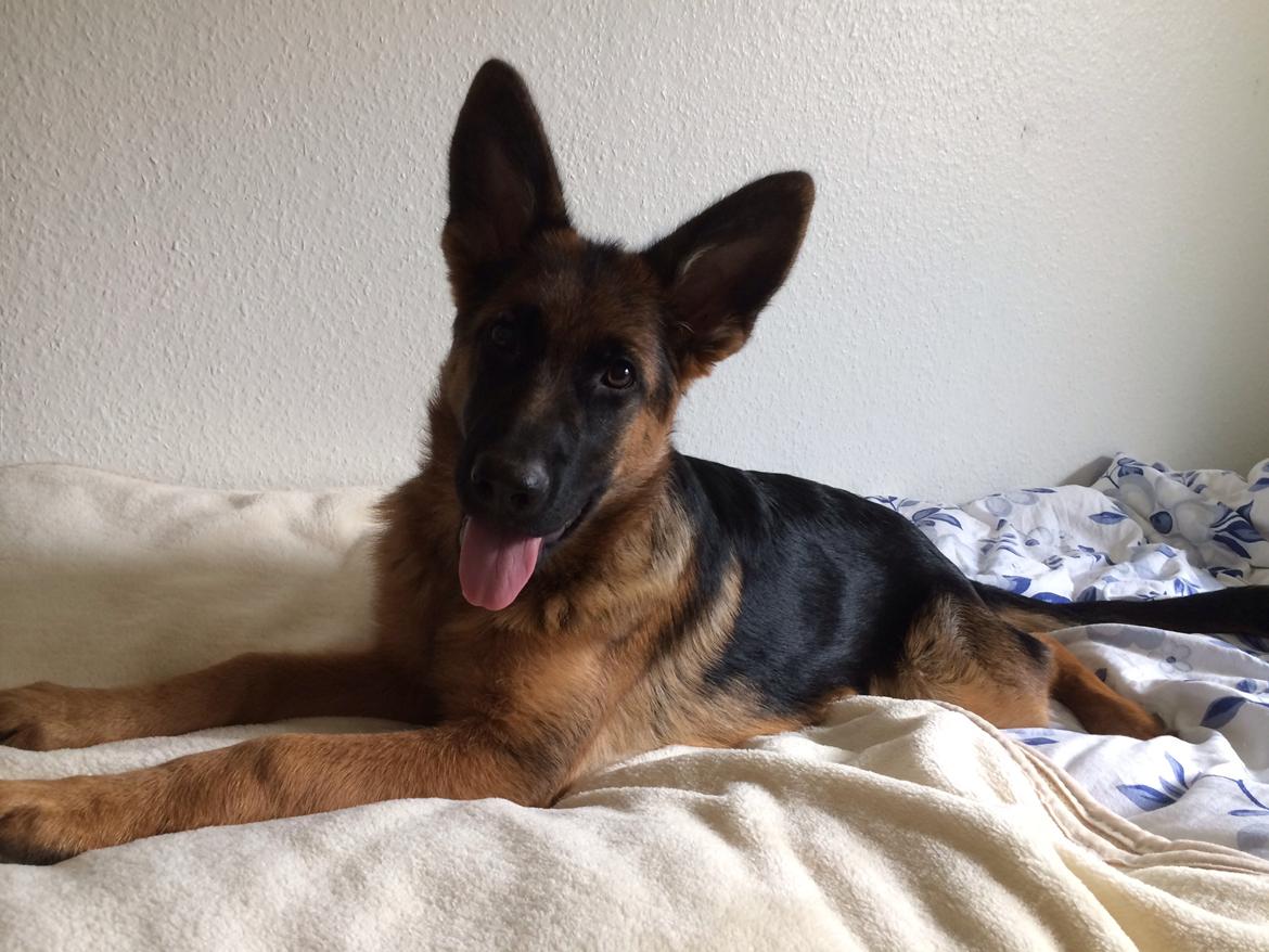 Schæferhund bella billede 7