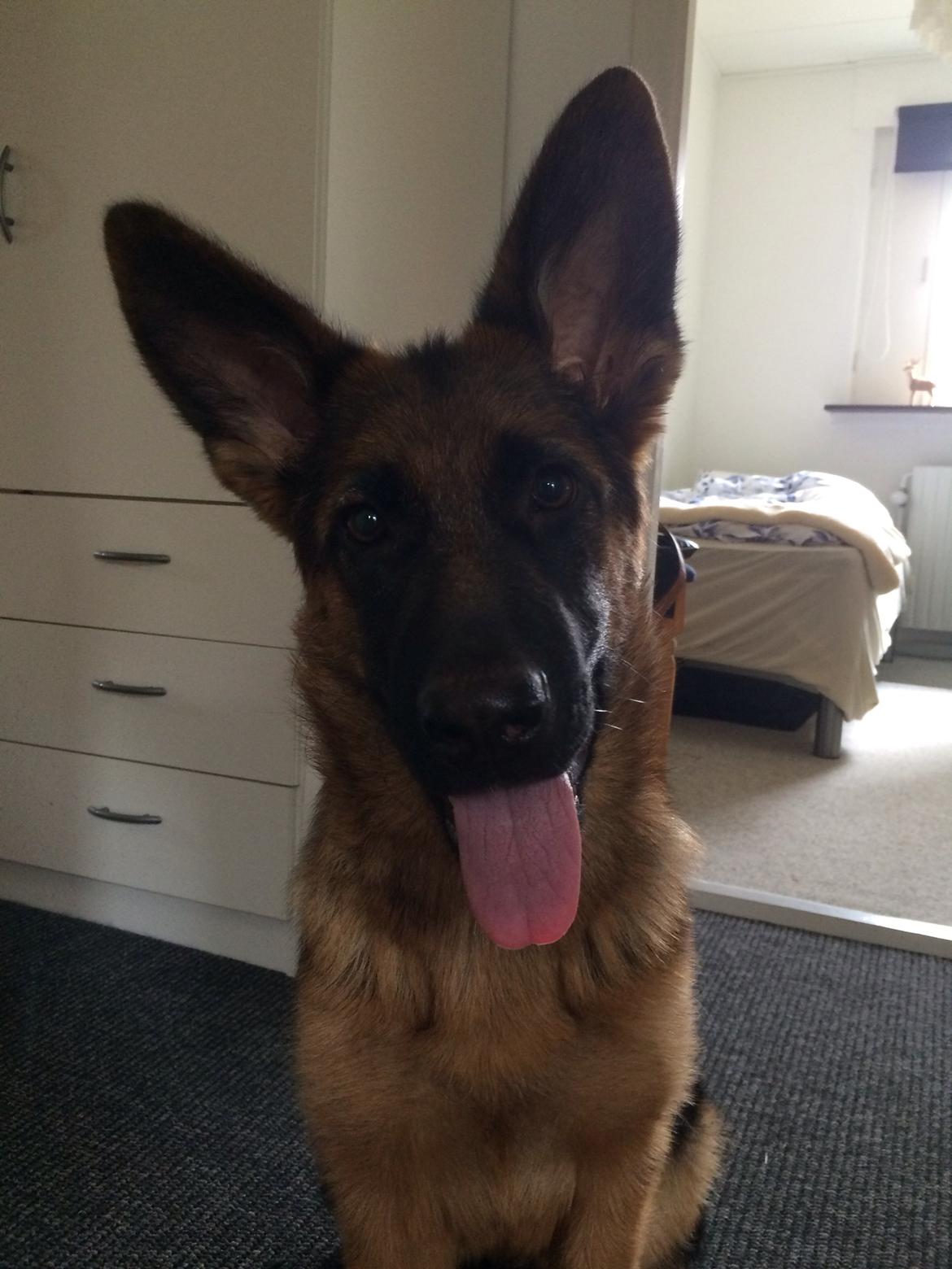 Schæferhund bella billede 10