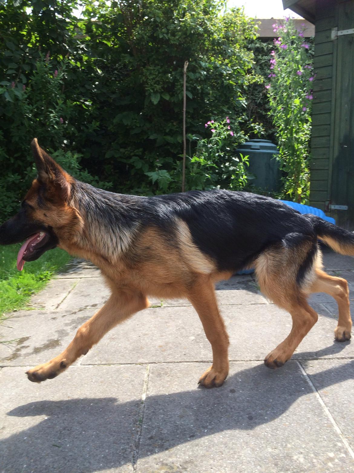 Schæferhund bella billede 11