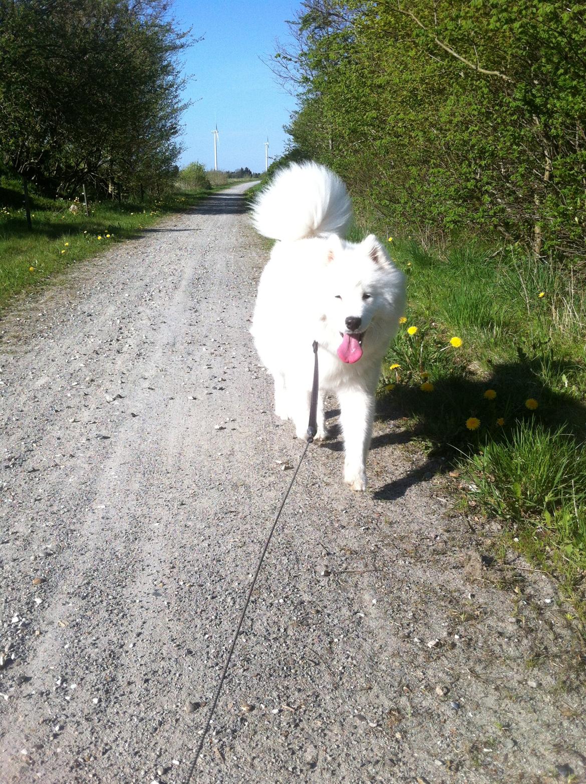 Samojedhund White Samara's Cool Chessie - 9 mdr. billede 26