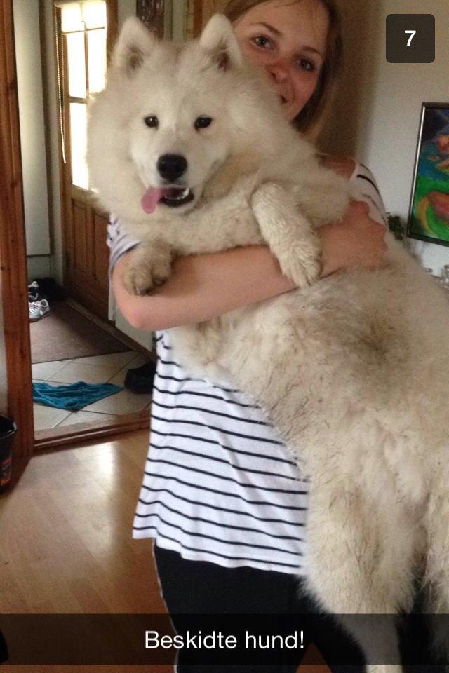 Samojedhund White Samara's Cool Chessie - 10 mdr. billede 10