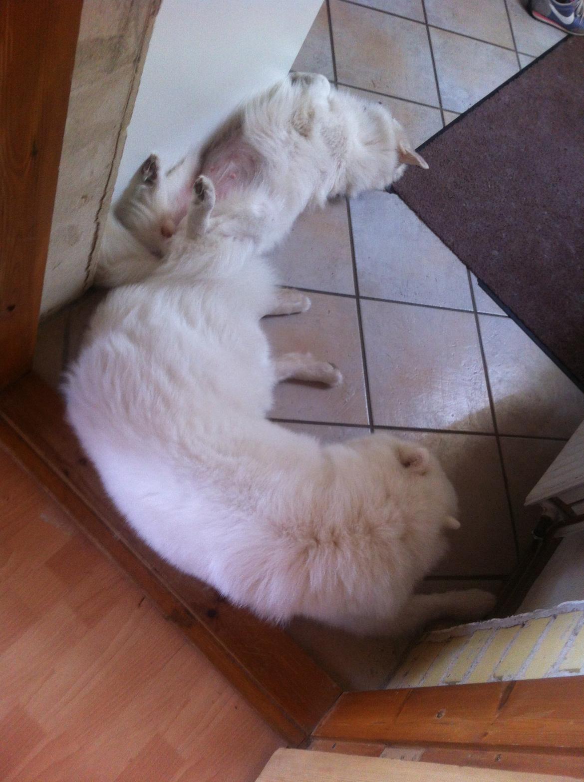 Samojedhund White Samara's Cool Chessie -  10½ mdr. - Putter med Luna billede 23