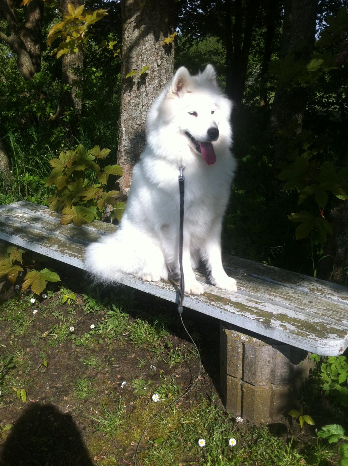 Samojedhund White Samara's Cool Chessie - 10½ mdr. - Udforsker! billede 43