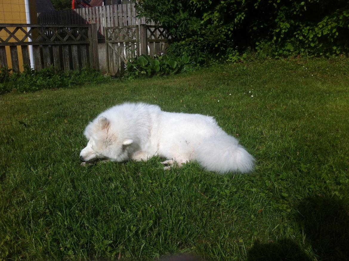 Samojedhund White Samara's Cool Chessie - 11 mdr. - Guffer ben i haven billede 27