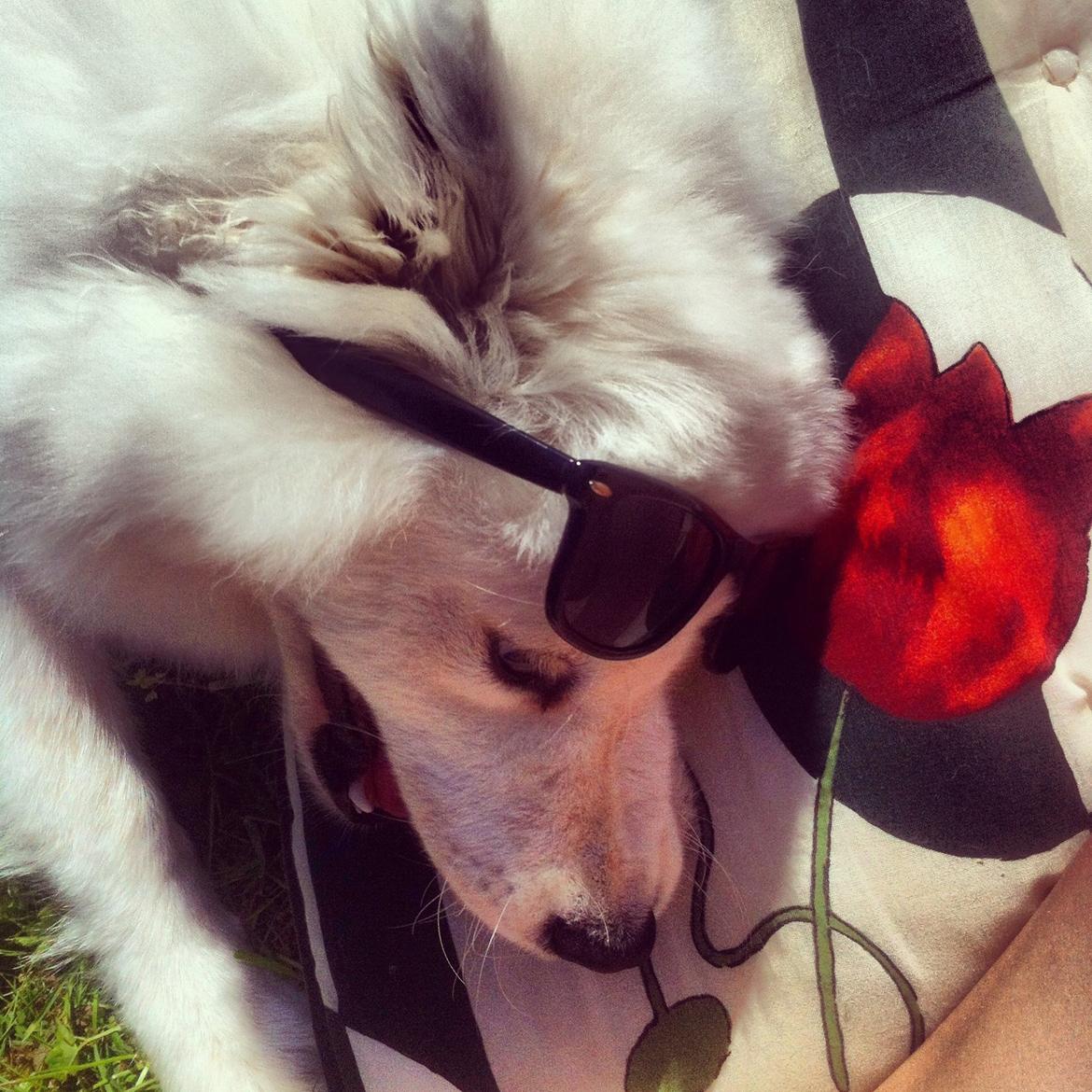 Samojedhund White Samara's Cool Chessie - 11 mdr. - Hvem har stjålet mine solbriller? billede 44