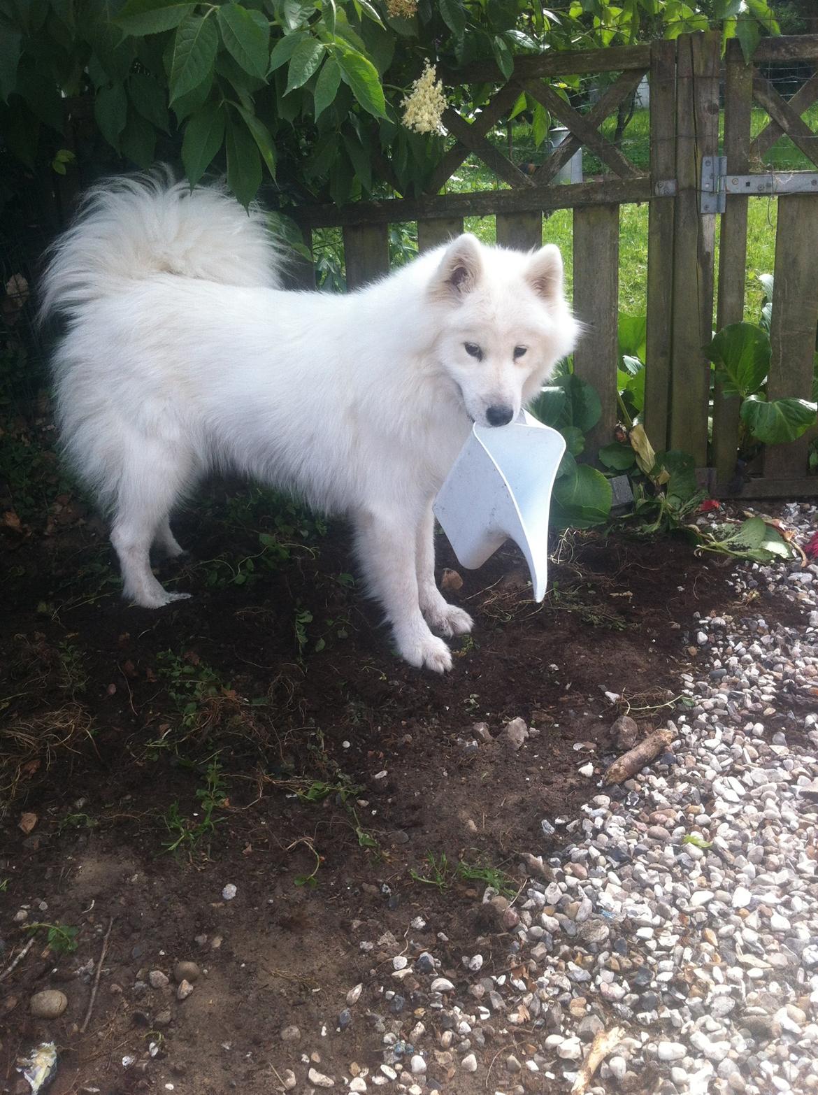 Samojedhund White Samara's Cool Chessie - 11 mdr. - Hjælper til i haven. ;-) billede 16