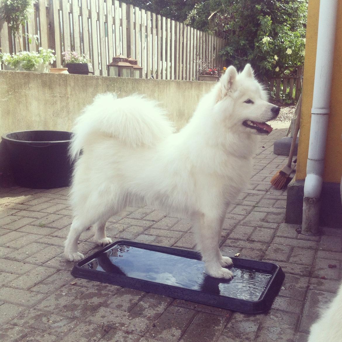 Samojedhund White Samara's Cool Chessie - 11 mdr. - Køler fusserne. billede 9