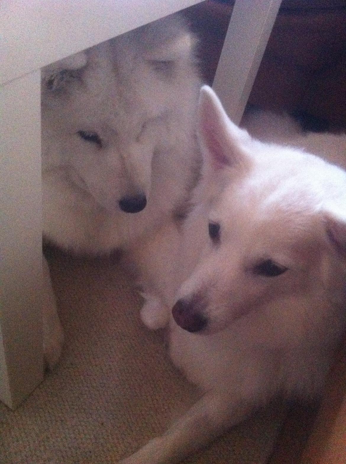 Samojedhund White Samara's Cool Chessie - 8 mdr. - Driller lige Luna lidt. ;-) billede 28