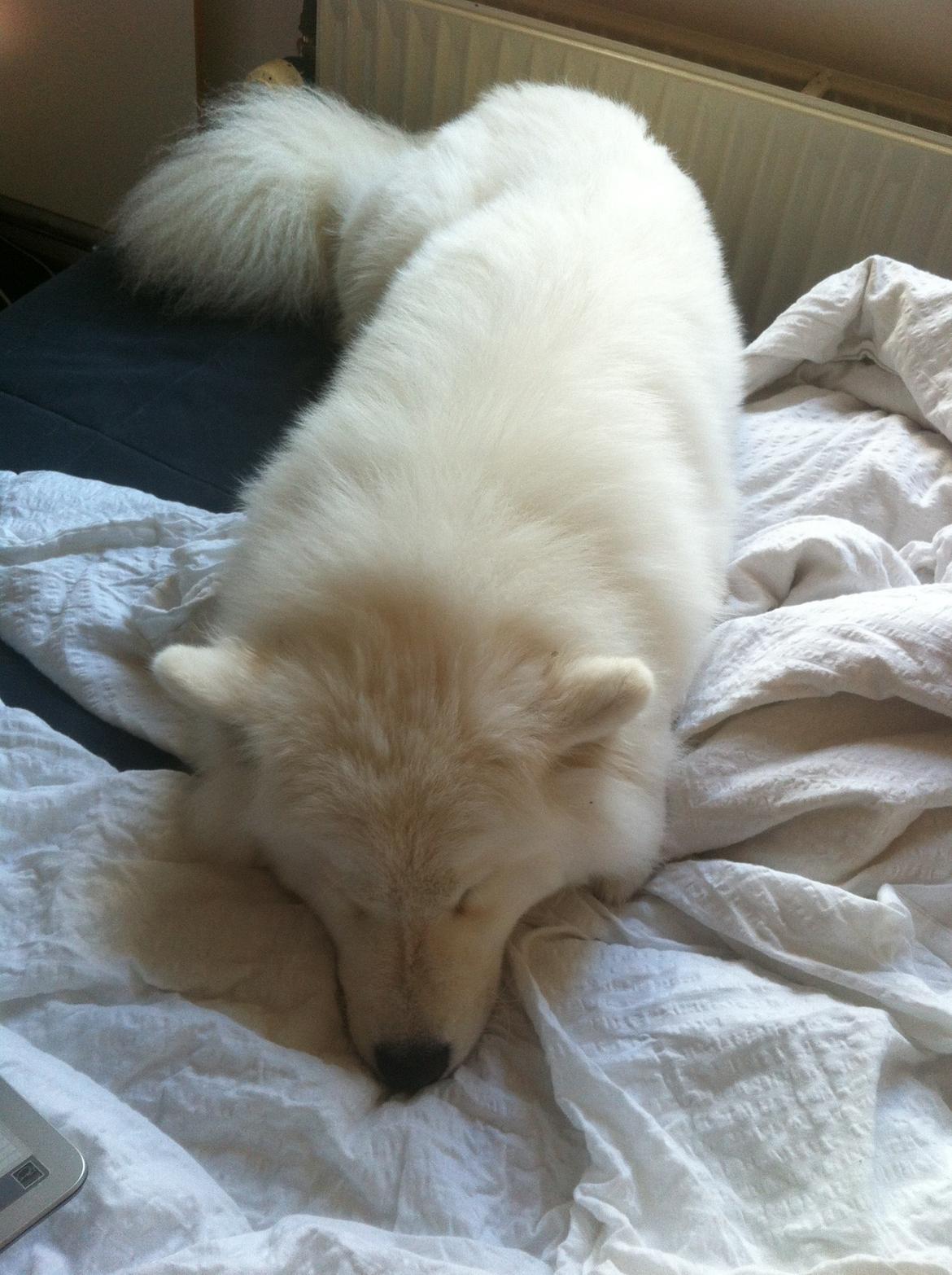 Samojedhund White Samara's Cool Chessie - 1 år - Ingen lider overlast i varmen. ;-) billede 45