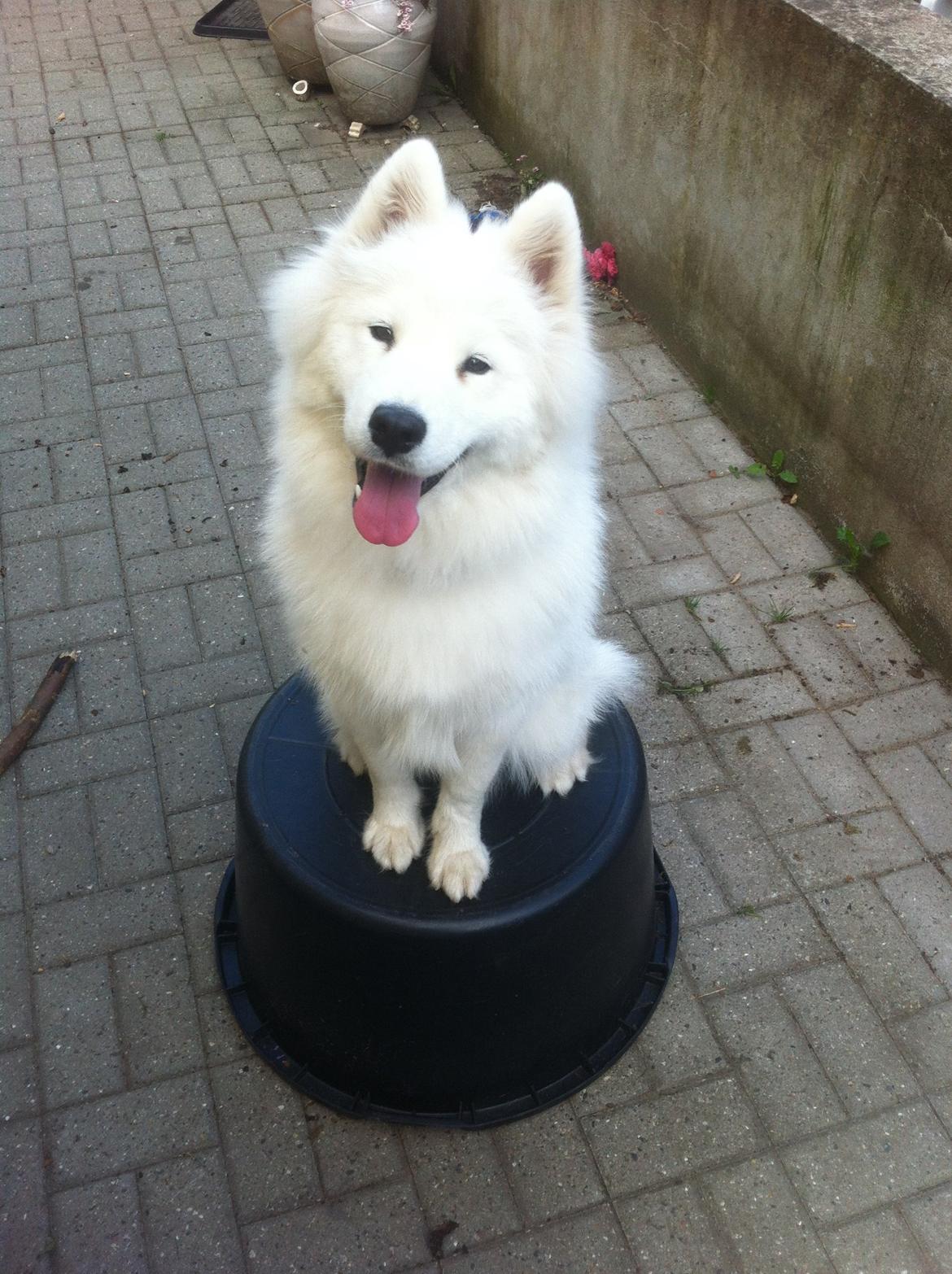 Samojedhund White Samara's Cool Chessie - 11 mdr. - "Guffer, tak!" billede 15