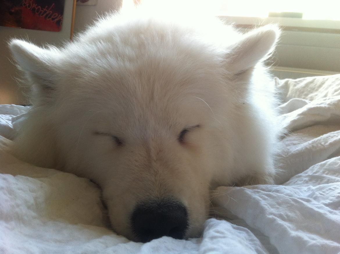 Samojedhund White Samara's Cool Chessie - 1 år - Ingen lider overlast i varmen. ;-) billede 19